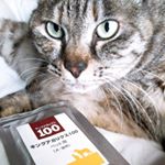 ねことキングアガリクス100