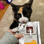 ねことキングアガリクス100