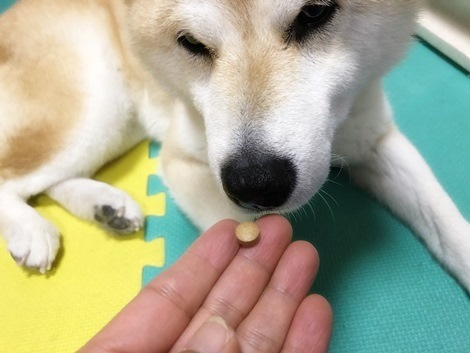 柴犬