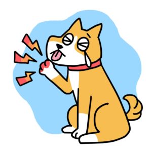 犬の指間炎の原因 治療 予防法 獣医師執筆コラム